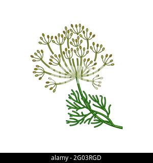 Dill seeds spice vector realistic colored botanical illustration Stock Vector