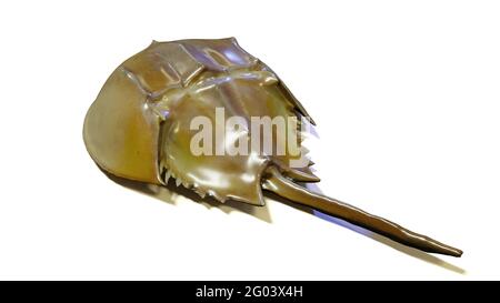horseshoe crab isolated on white background Stock Photo