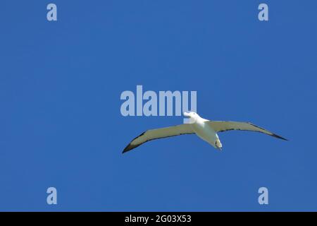 Nördlicher Königsalbatros / Northern royal albatross / Diomedea epomophora sanfordi Stock Photo