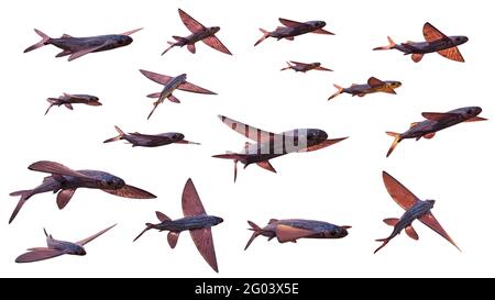 flying fish, set of many Exocoetidae isolated on white background Stock Photo