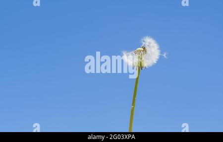 Flying white fluffy lonely field dandelion stands on abstract gray background Stock Photo