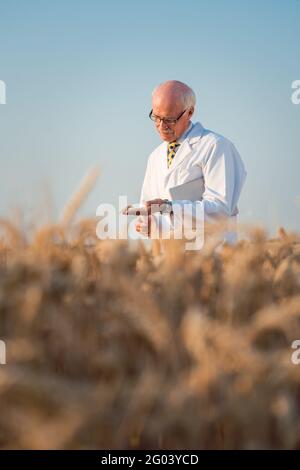 Researcher doing field test on new kinds of grain and wheat Stock Photo