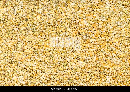 food background - whole-grain foxtail millet seeds close up Stock Photo