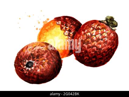 Exotic Buriti fruit Aguaje  or Moriche palm fruit mauritia flexuosa. Watercolor hand drawn illustration isolated on white background Stock Photo