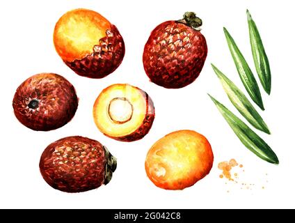 Exotic Buriti fruit Aguaje or Moriche palm fruit mauritia flexuosa set. Superfood. Watercolor hand drawn illustration, isolated on white background Stock Photo