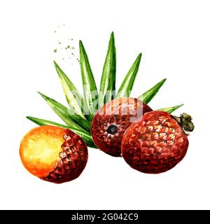 Exotic Buriti fruit Aguaje or Moriche palm fruit mauritia flexuosa. Superfood. Watercolor hand drawn illustration isolated on white background Stock Photo
