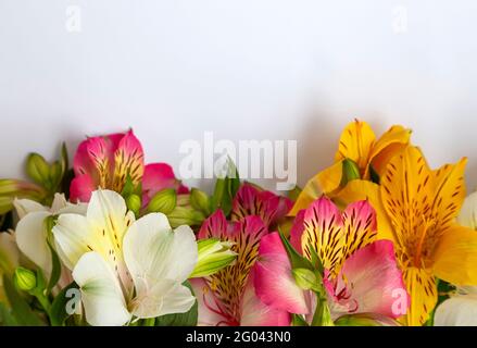 Unfolded flowers. Beautiful floral arrangement with alstroemeria flowers on white background, place for text Stock Photo