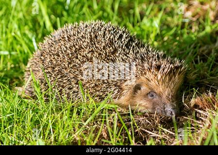 European hedgehog (Erinaceus europaeus), also known as the West European hedgehog. Stock Photo