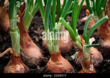 Sprouted onions grow in a flower pot on the balcony Stock Photo