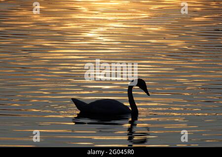 Vadnais Heights, Minnesota. Vadnais Lake Regional Park. Silhouette of a Trumpeter Swan; Cygnus buccinator; swimming in a lake at sunset. Stock Photo