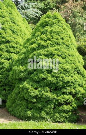 Picea glauca 'Conica' Spring Spruce Foliage Garden Tree Stock Photo
