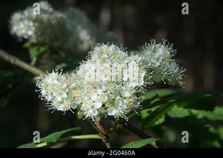 Sunlit corymbs of yellowish white flowers of Rowan or Mountain-ash in a dark forest Stock Photo