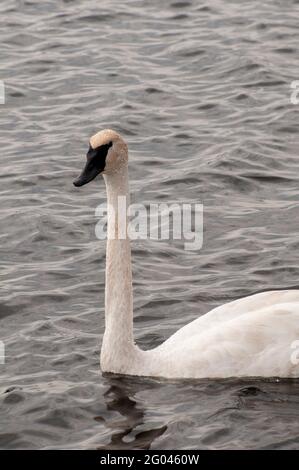 Vadnais Heights, Minnesota. Vadnais Lake Regional Park. A young juvenile Trumpeter Swan; Cygnus buccinator; swimming in a lake all alone. Stock Photo