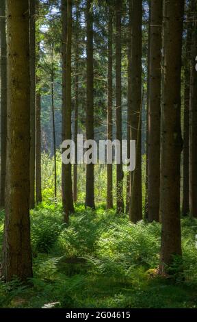 The Tall Pine Tree Forest in a Straight Line, Estonia Stock Photo