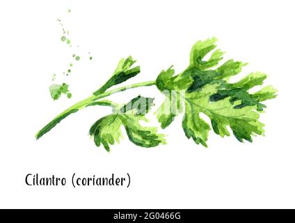 Hand drawn watercolor coriander parsley herb for diet and healthy ...