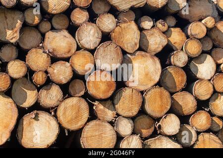 Sawn and stacked spruce trunks, close-up Stock Photo