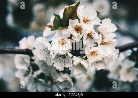 Cherry blossom Stock Photo