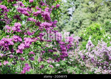 Lilac is a luxurious shrub, extremely hardy, which grows well outdoors both in the south and in the north of Europe and adorns gardens with large infl Stock Photo