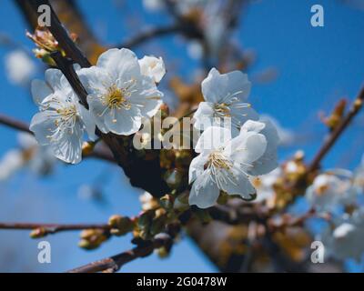 fiori di ciliegio di colore rosa intenso, la fioritura dei ciliegi in  Giappone Stock Photo - Alamy