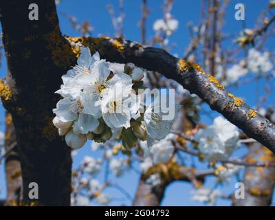 fiori di ciliegio di colore rosa intenso, la fioritura dei ciliegi in  Giappone Stock Photo - Alamy