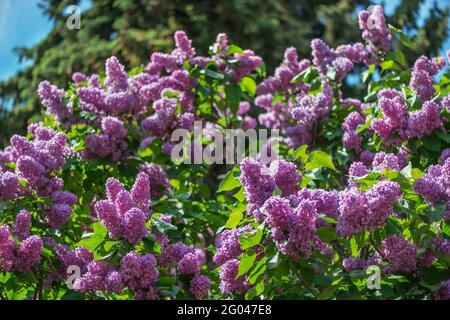 Lilac is a luxurious shrub, extremely hardy, which grows well outdoors both in the south and in the north of Europe and adorns gardens with large infl Stock Photo