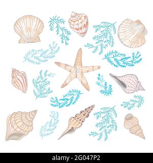 A set of different beautiful seashells on a white background. Realistic hand-drawn seashells. Vector, Illustration. Stock Vector