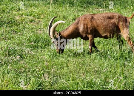 a chamois goat from the Alps eats in a meadow Stock Photo