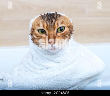 Funny wet Bengal cat after a bath, wrapped in a white towel. Bathing pets concept Stock Photo