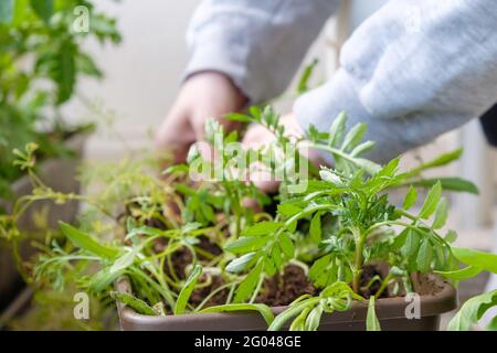 Close up woman hands transplanting flowers on the balcony.  Stock Photo