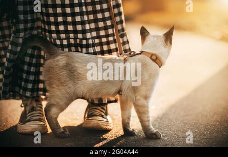 A cute Thai pet cat walks on a harness with its owner, dressed in a plaid dress and sneakers, on a street lit by sunlight on a warm summer day. Walkin Stock Photo