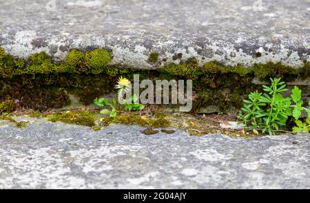 The meaning of life. A small strong dandelion flower grew in a crack in the concrete. The concept of the will to live. Yellow flower. Stock Photo