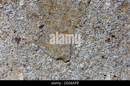 Cracked old wall in focus. Fragment of a wall with scratches and cracks. Ancient wall. Covered with moss Stock Photo