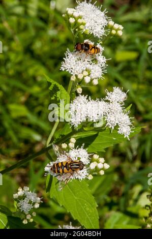 Vadnais Heights, Minnesota. John H. Allison forest. A pair of  flower flies feeding on White Snakeroot flower. Stock Photo
