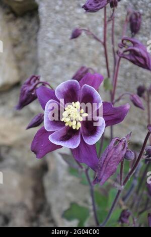 Aquilegia vulgaris Winky Purple-White Stock Photo