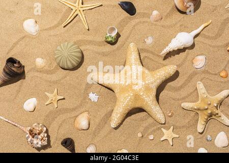 Collection of various seashells and starfish on the sand on a sunny day. Stock Photo