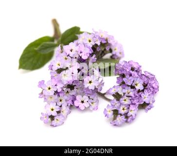 Light lilac heliotrope twig with a cluster of flowers  isolated on white background Stock Photo