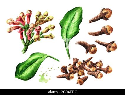 Clove tree set with buds, flowers and leaves. Hand drawn watercolor illustration isolated on white background Stock Photo