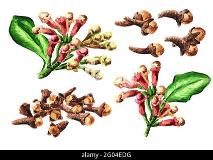 Clove tree set with buds, flowers and leaves. Hand drawn watercolor illustration, isolated on white background Stock Photo