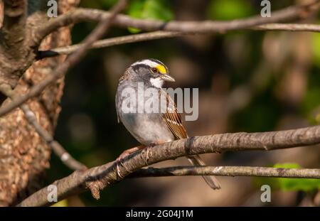 Cute little White-Throated Sparrow relaxing on a tree branch. Stock Photo