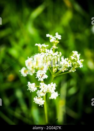 Closeup shot of northern bedstraw flowers Stock Photo