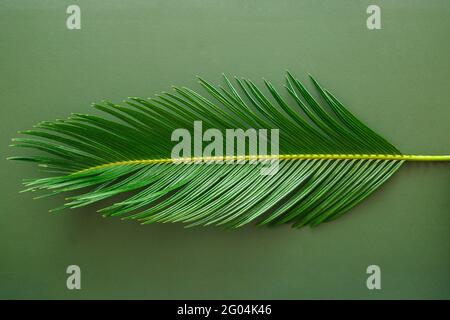 Green palm leaf lies on green leather texture background. Monochrome palm leaf in minimal style. Texture of skin and tropical botanical plant palm Stock Photo