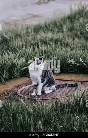 Vertical shot of a stray cat sitting on a manhole surrounded by grass Stock Photo