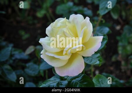 Close-up of a pale yellow rose bud against a background of green foliage. Stock Photo