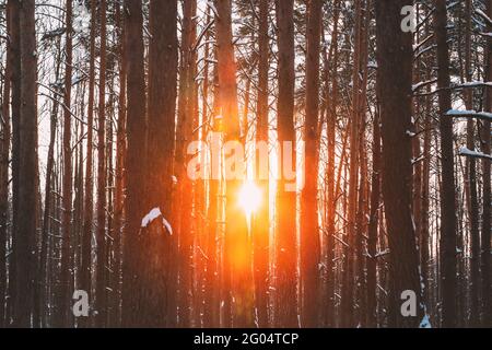 Sun Sunshine Sunlight Through Frosted Pine Trees Trunks In Winter Snowy Coniferous Forest Landscape. Beautiful Woods In Forest Landscape Stock Photo