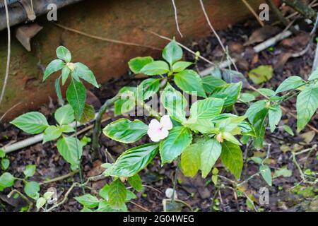 Closeup shot of a white balsam flower growing in the garden