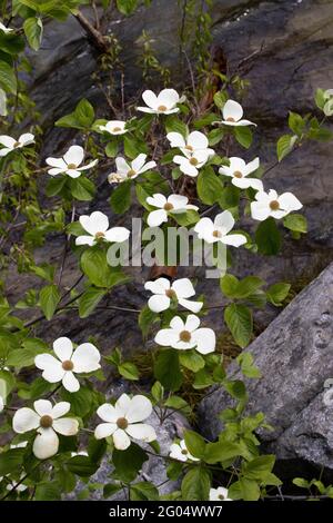 Pacific Dogwood flowers, Cornus nuttallii, form a spring-time pattern at Yosemite National Park in the Sierra Nevada, California Stock Photo