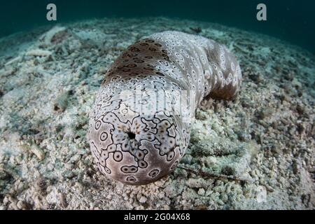 A large sea cucumber, Bohadschia argus, is found on the seafloor in Palau. This echinoderm can eject sticky, toxic tubules to deter predators. Stock Photo