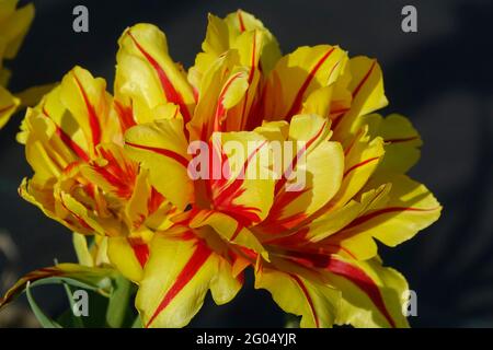 One Single Monsella Tulip Up Close with Canary Yellow and Red Striped Petals Blossoming like a Peony Stock Photo