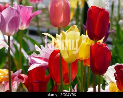 A Colorful Variety of Stretch Mix Tulips in Yellow Red and Pink Growing  in a Garden on a Sunny Day Stock Photo