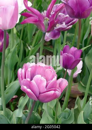 Lilac-pink Triumph tulips (Tulipa) Argos bloom in a garden in March Stock  Photo - Alamy